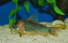 Pantsermeerval Eques (CORYDORAS EQUES L)