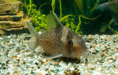 Pantsermeerval Delphax (CORYDORAS DELPHAX L)