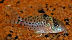 Zwartvin Pantsermeerval (CORYDORAS LEUCOMELAS M)