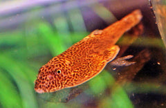 Chinese Algeneter (BEAUFORTIA LEVERETTI L)