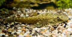 Hong Kong Algeneter (PSEUDOGASTROMYZON MYERSI L)