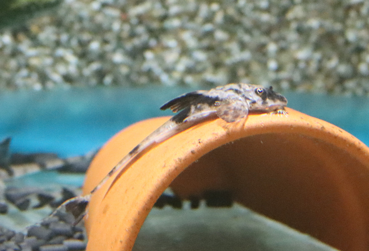 Zweepstaart Simillima (LORICARIA SIMILLIMA S/M)