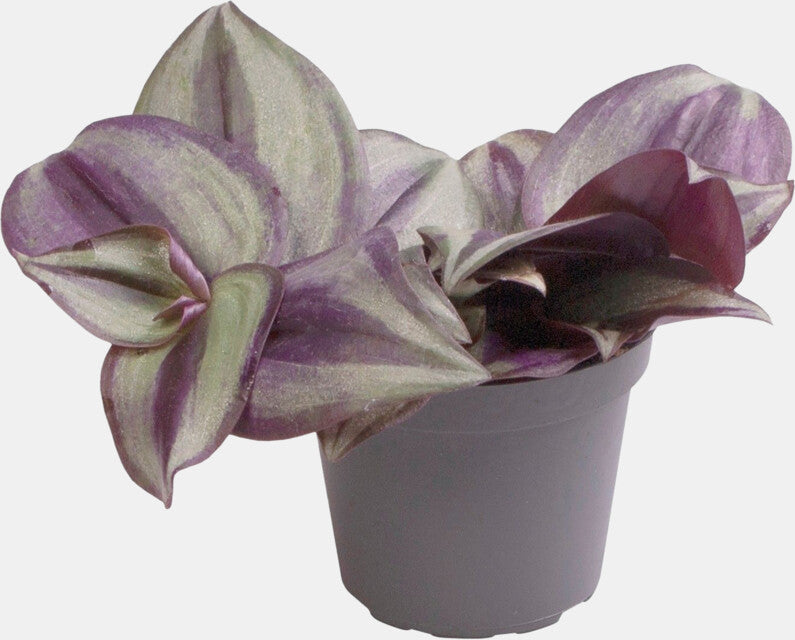 PT-TRADESCANTIA ZEBRA