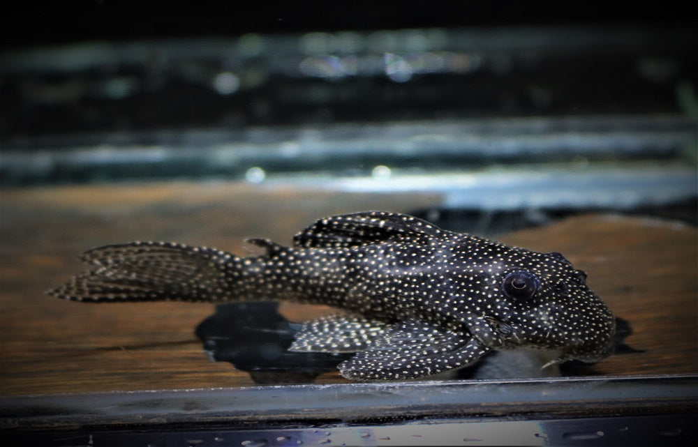 L262 Hypancistrus (L262 HYPANCISTRUS SP. M) – Heevis