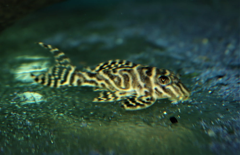 L287 Collar Zebra Pleco (L287 HYPANCISTRUS SP. S/M)