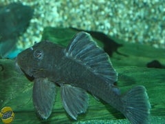 L239 Blue Panaque (L239 BARYANCISTRUS BEGGINI M/L)