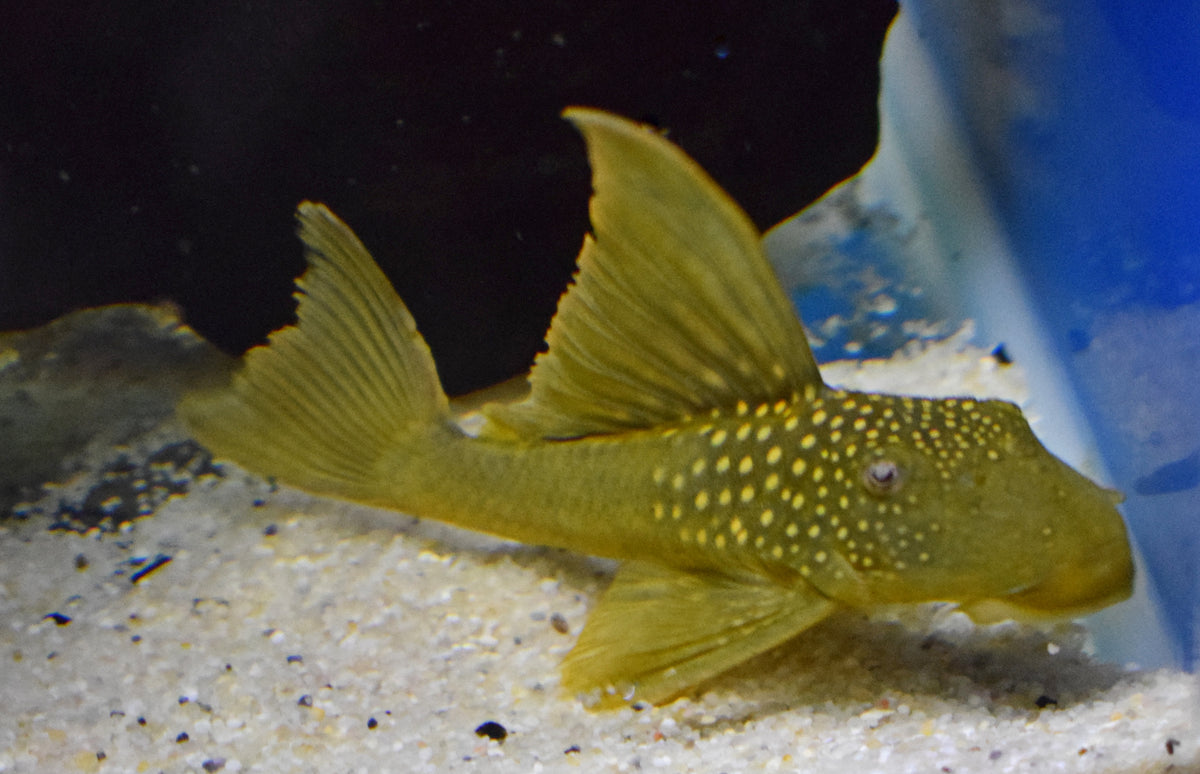 L200 High Fin Green Phantom Pleco (L200 BARYANCISTRUS DEMANTOIDES M/L)