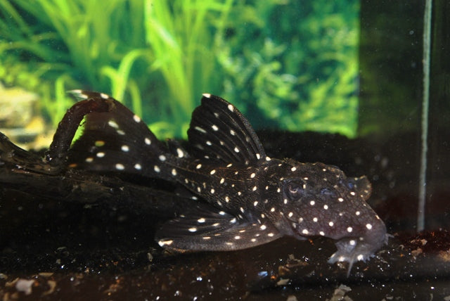 L240 Galaxias Pleco (L240 LEPORACANTHICUS CF. GALAXIAS M)