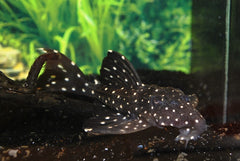 L240 Galaxias Pleco (L240 LEPORACANTHICUS CF. GALAXIAS M)