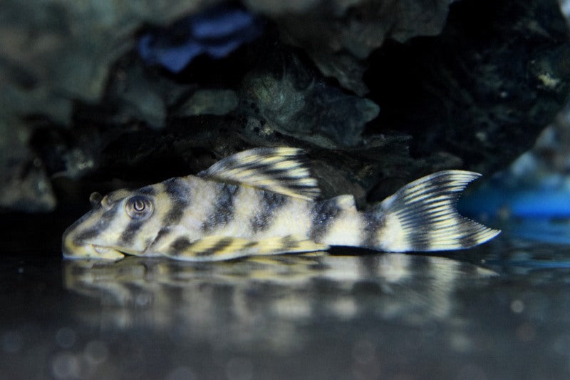 L288 Tiger Pleco (L288 PECKOLTIA SP. M)