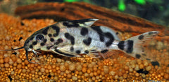 Koekoeksmeerval (SYNODONTIS MULTIPUNCTATUS  M)