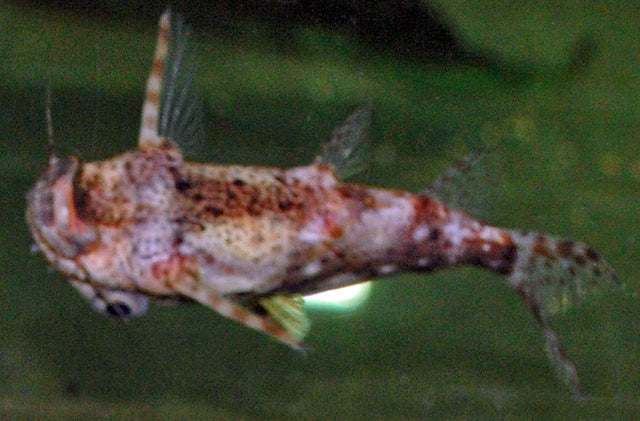 Rugzwemmer Contracta (SYNODONTIS CONTRACTA M)