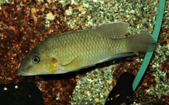 Cichlide Mamonekenei (CHROMIDOTILAPIA MAMONEKENEI M)