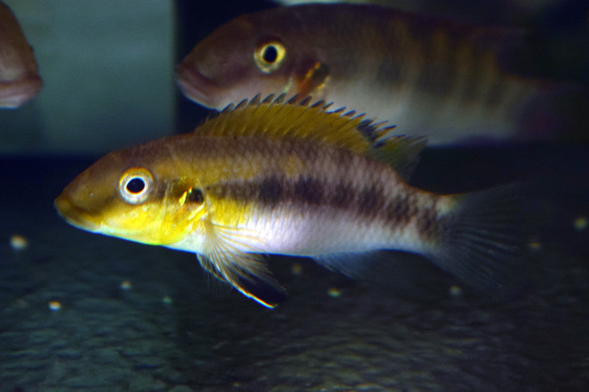 Dwergcichlide Rubrolabiatus (WALLACEOCHROMIS RUBROLABIATUS L)