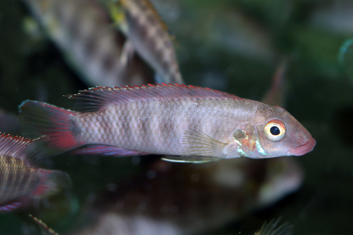 Dwergcichlide Rubrolabiatus (WALLACEOCHROMIS RUBROLABIATUS M)