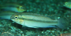 Kersenbuikcichlide Pulcher (PELVICACHROMIS PULCHER ONLY MALES L)