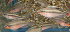Kersenbuikcichlide Rood (PELVICACHROMIS PULCHER RED S/M)