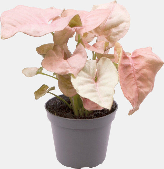 PT Syngonium Neon