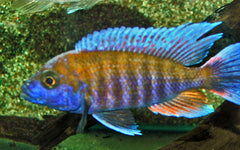 Keizerbaars Jacobfreibergi (AULONOCARA JACOBFREIBERGI S)
