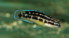 Tanganyika Maskercichlide Zwart (JULIDOCHROMIS TRANSCRIPTUS BLACK M)