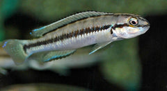 Tanganyika Cichlide Vittatus (TELMATOCHROMIS VITTATUS M)