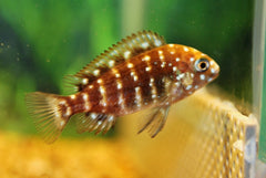 Tanganyika Cichlide Duboisi (TROPHEUS DUBOISI S)