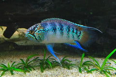 Zebra Acara (NANNACARA ADOKETA S/M)