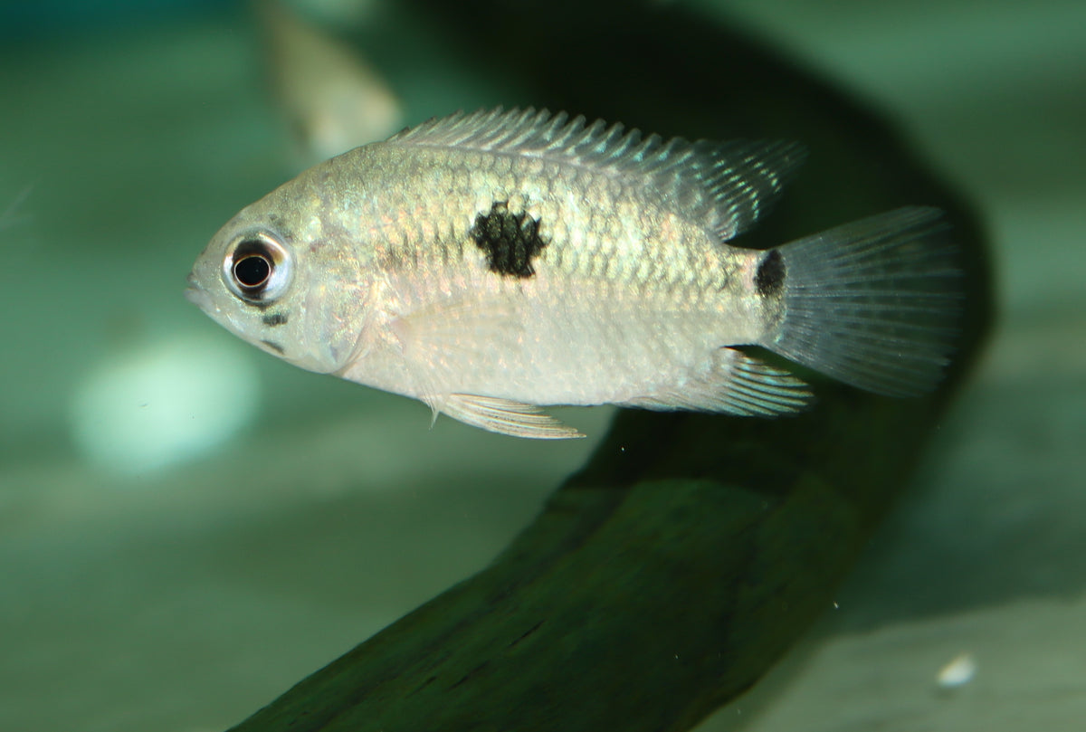 Cichlide Itanyi (KROBIA ITANYI S/M)