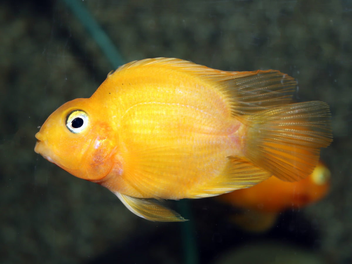 Gele Papagaai Cichlide (CICHLIDAE SP. PARROT YELLOW M)