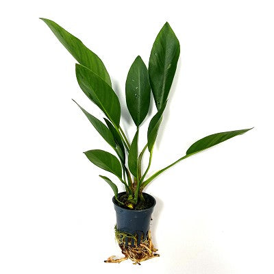 Anubias congensis round in pot