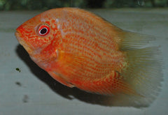Red Spotted Heros (HEROS SP. RED SPOTTED S)