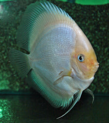 Discus Wit Diamant (S. AEQUIFASCIATUS WHITE DIAMOND M)