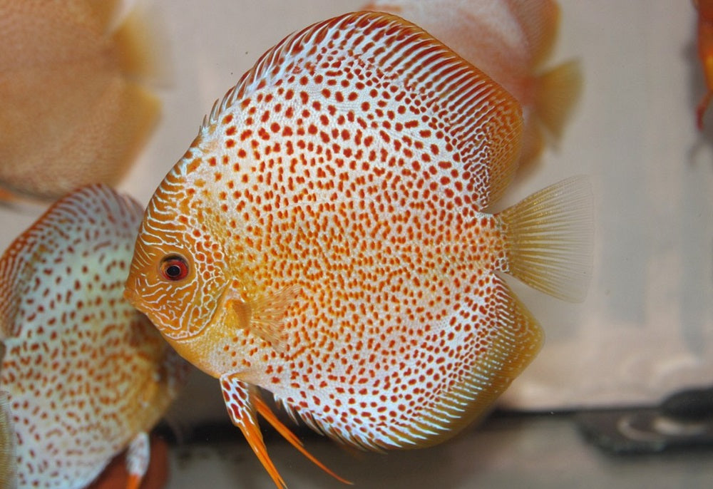 Discus Eruption (S. AEQUIFASCIATUS ERUPTION S)