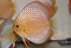 Discus Eruption (S. AEQUIFASCIATUS ERUPTION S)
