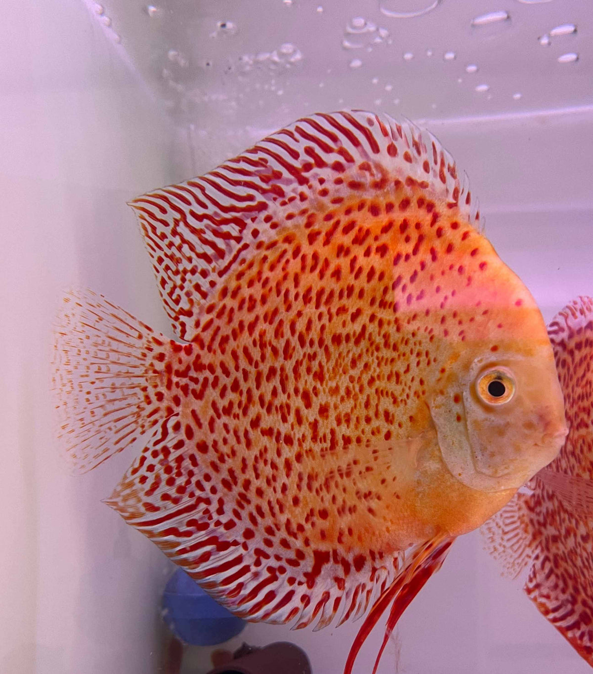 Discus Snow Leopard (S. AEQUIFASCIATUS SNOW LEOPARD S/M)