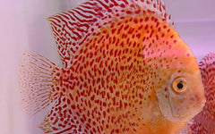 Discus snow leopard