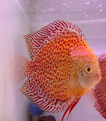 Discus Snow Leopard (S. AEQUIFASCIATUS SNOW LEOPARD S/M)