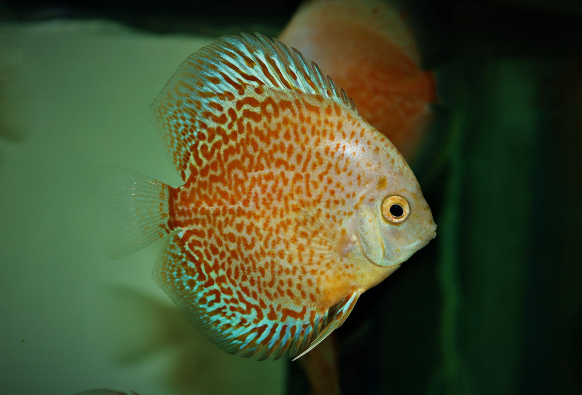 Discus Snow Eruption (S. AEQUIFASCIATUS SNOW ERUPTION M/L)