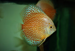 Discus Snow Eruption (S. AEQUIFASCIATUS SNOW ERUPTION M/L)
