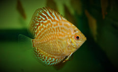 Discus Golden Leopard (S. AEQUIFASCIATUS GOLDEN LEOPARD S)