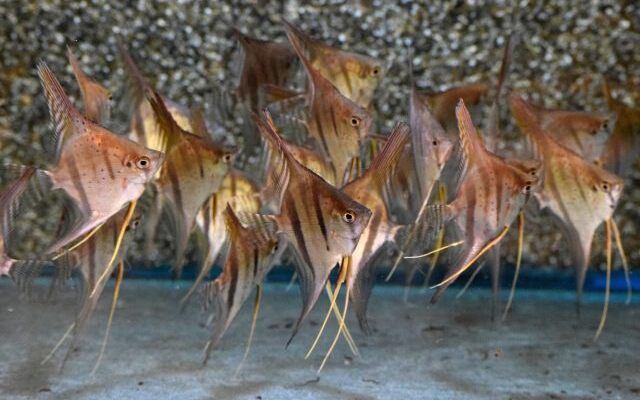 Maanvis santa isabel