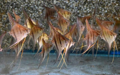 Maanvis santa isabel