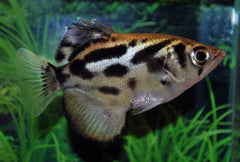 Schuttersvis Blythii (TOXOTES BLYTHII S)