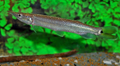 Snoekzalm Hujeta (CTENOLUCIUS HUJETA S)