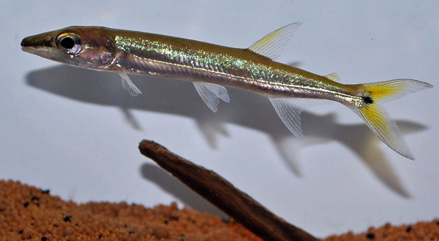 Barracudazalm Isalineae (ACESTRORHYNCHUS ISALINEAE M/L)