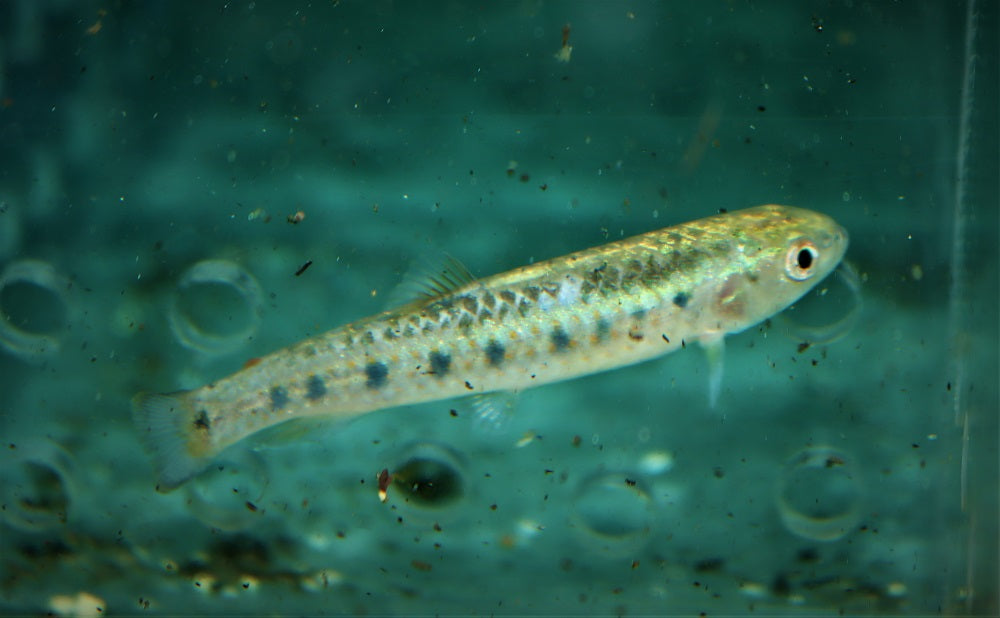 Gestipte Dwergroofzalm (LEBIASINA MULTIMACULATA  M)