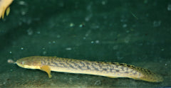 Kwastvinsnoek Palmas (POLYPTERUS PALMAS L)