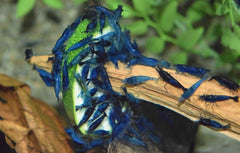 Blue Velvet Garnaal (NEOCARIDINA DAVIDI BLUE VELVET L)