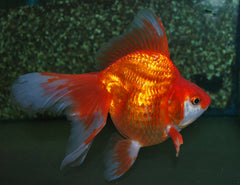Sluier Ryukin Rood (CAR. AUR. RYUKIN RED 8/10)