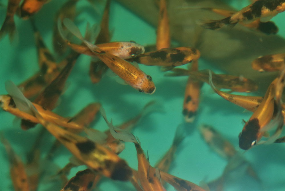 Goudvis Shubunkin Geel (CAR. AURATUS SHUBUNKIN YELLOW 4/7)